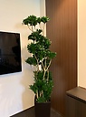 観葉植物